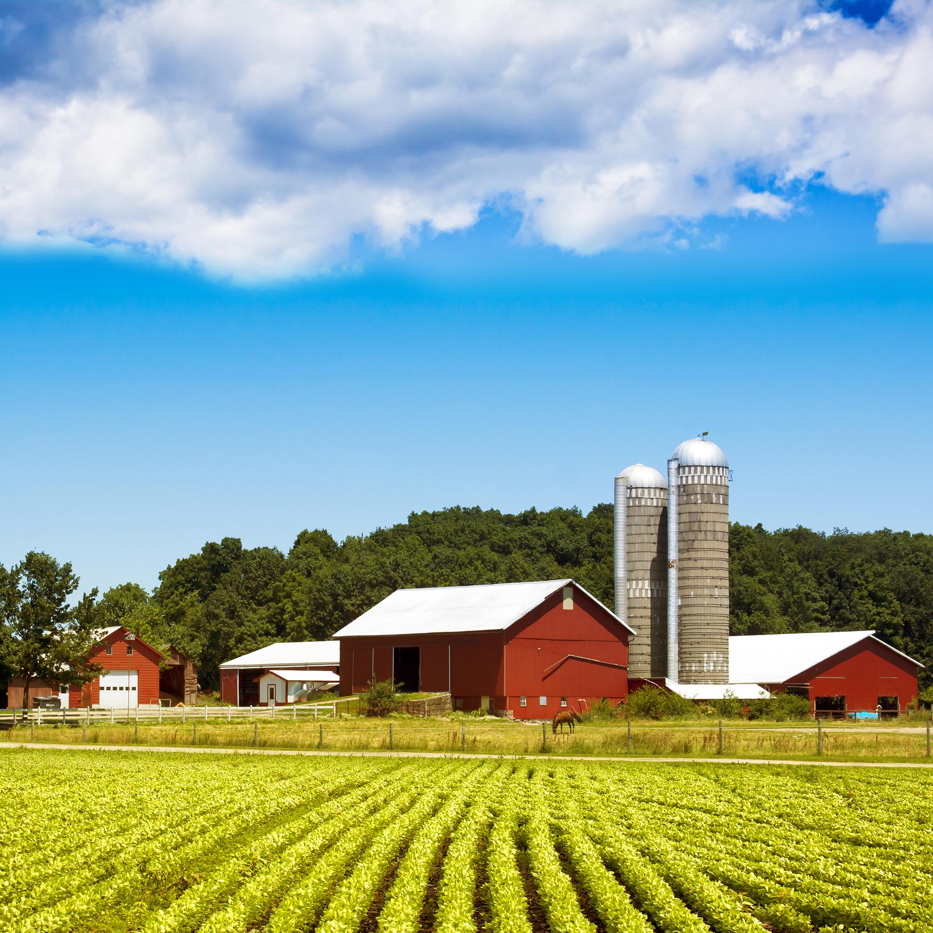 chef-andy-williams-fresh-grown-on-a-farm-chef-andy-williams